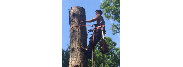 Steadfast Tree Care Fredericksburg VA - Free Quotes 540-736-7388