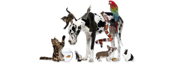 Angie's pet care sales
