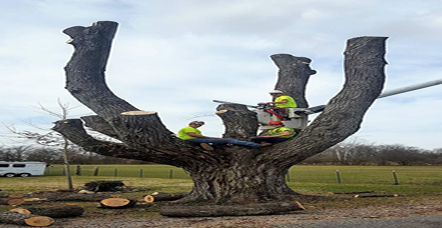Risner's Tree Service: New Carlisle, OH | Business Review Services
